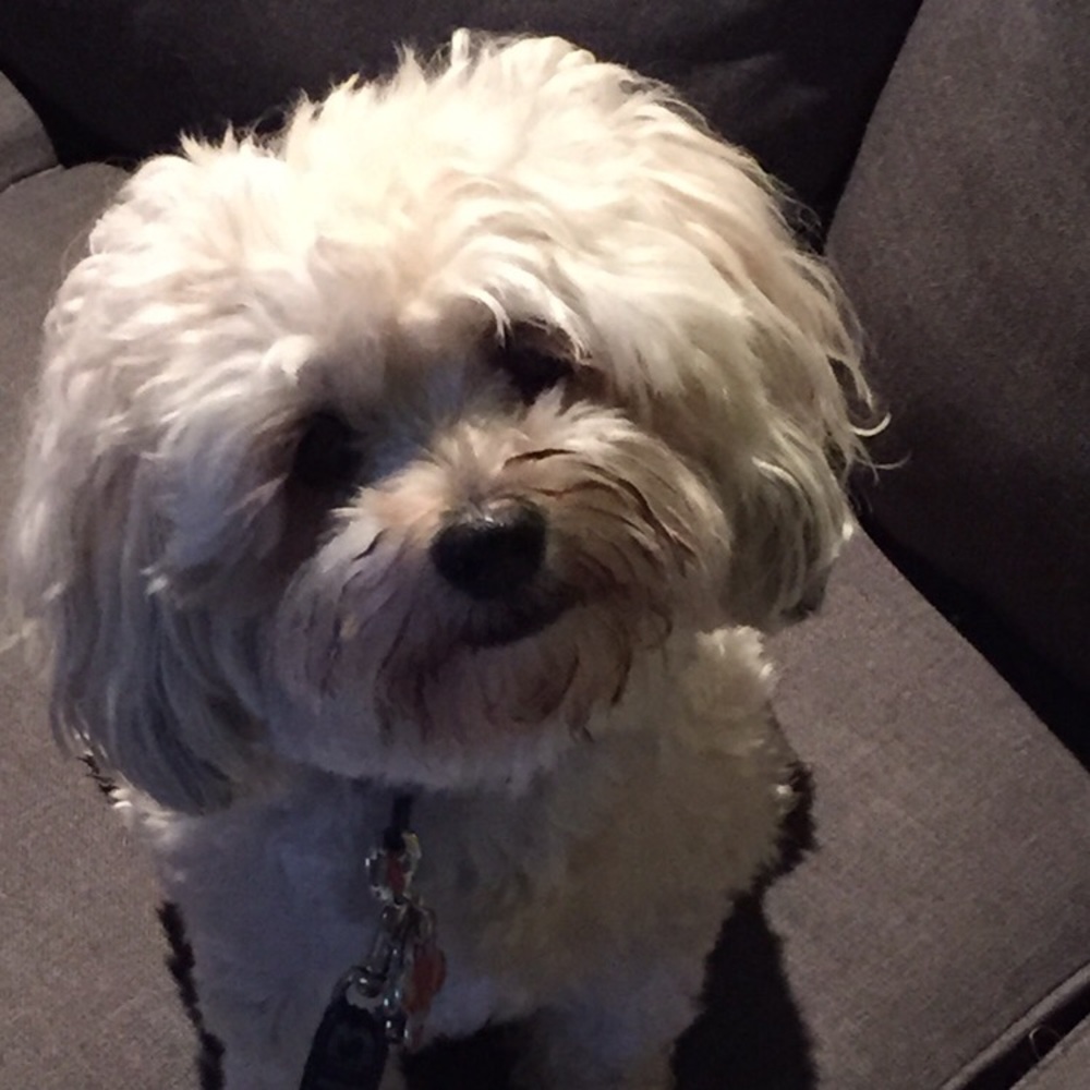 Meet your Posher, Tracy